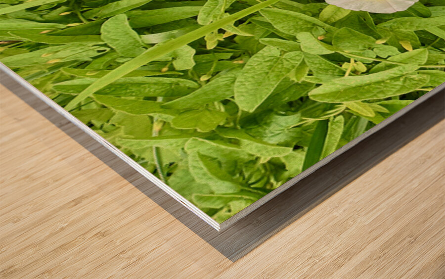 Clustered Bindweed Flowers Impression sur bois