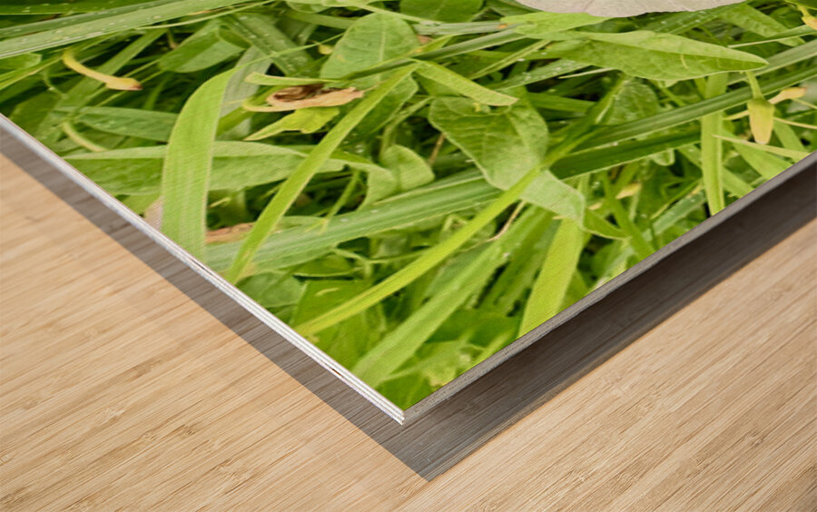 One Wild Bloom : Bindweed Focus Impression sur bois