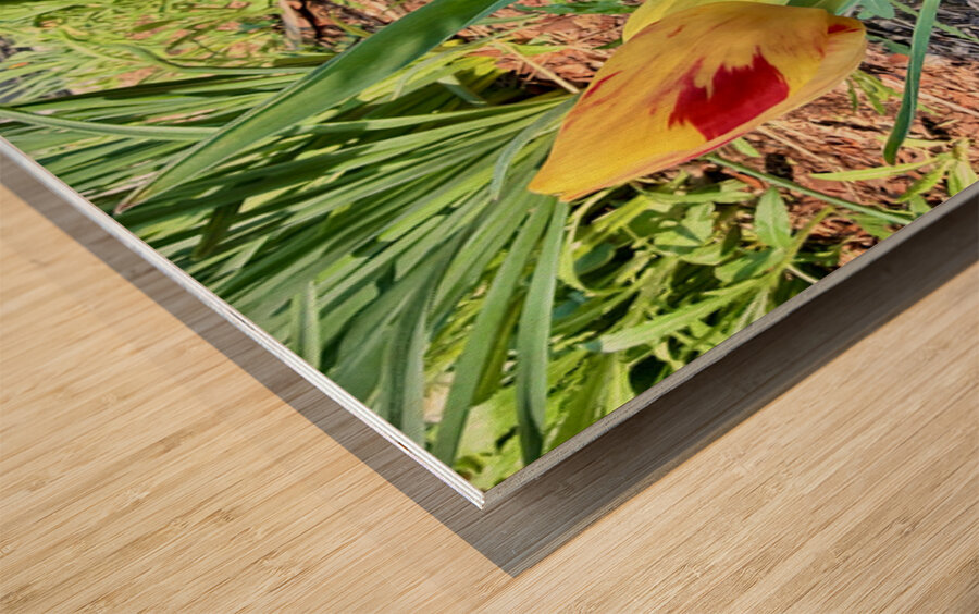 IMG 1613 Impression sur bois