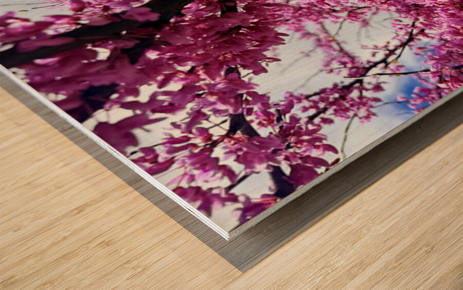  Redbud in Full Glory Wood print