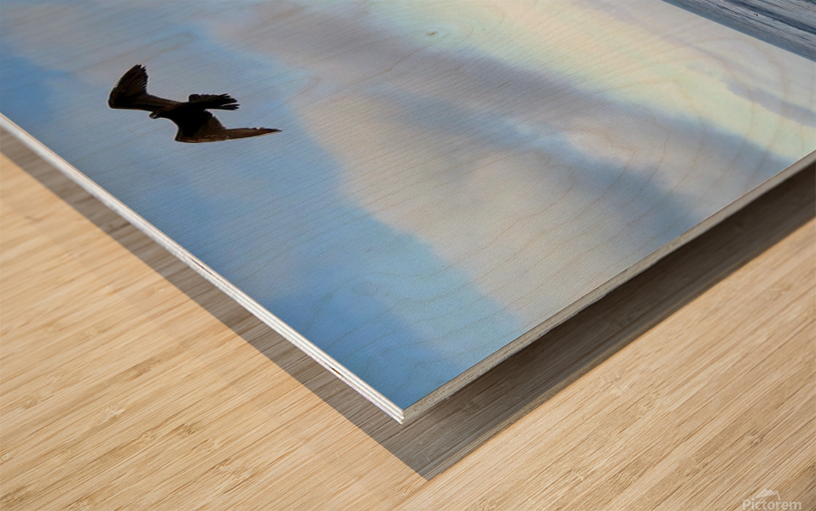 Seal Bird Watching 3 Wood print