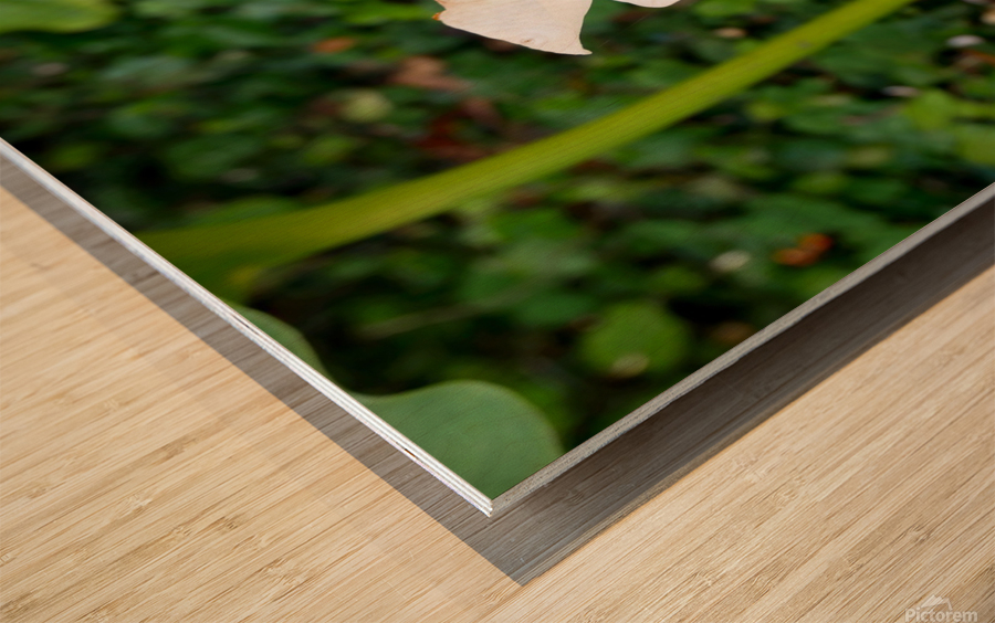 Golden Rod Exposed 2 Wood print