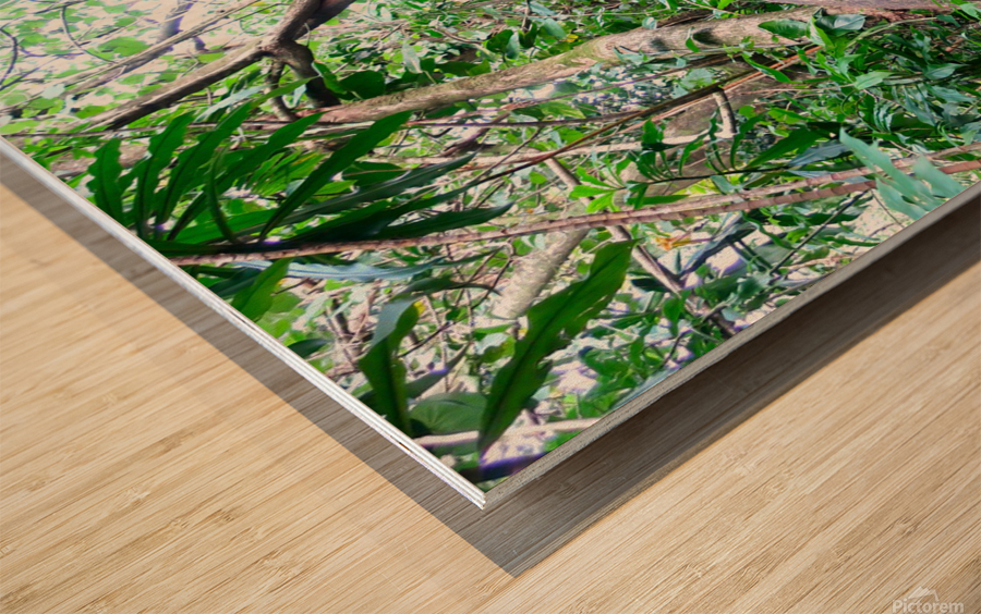 Branches of Life Impression sur bois