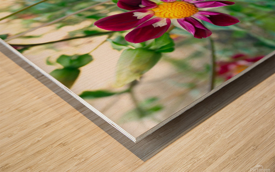 Flower Bloom 5 Wood print