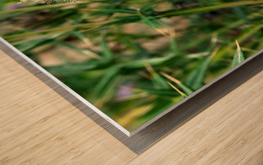 To Bee or Not to Bee   Impression sur bois