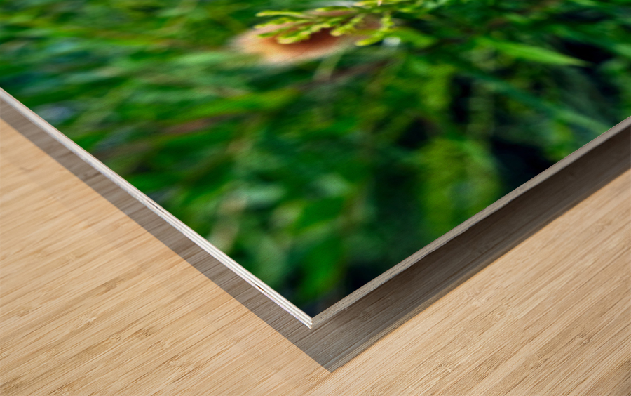 A Beautiful Prick Wood print