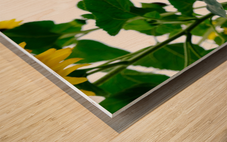 Hello Sunshine 2 Wood print