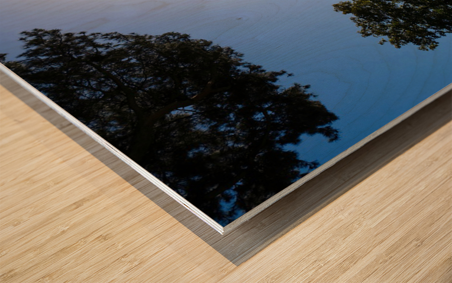 Seeing the Light Wood print