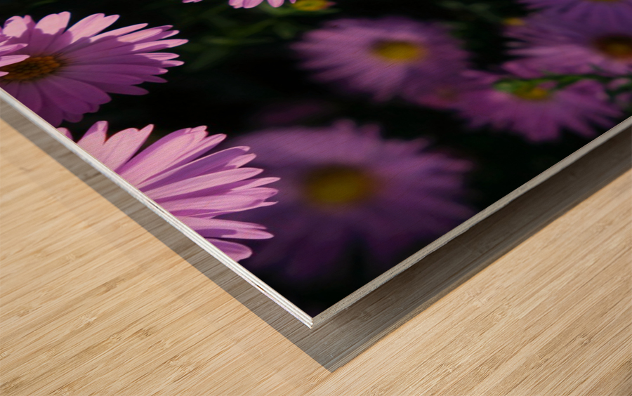 Pink Daisies 2B Impression sur bois
