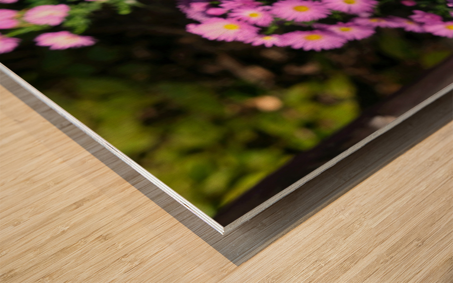 Pink Daisies  Wood print