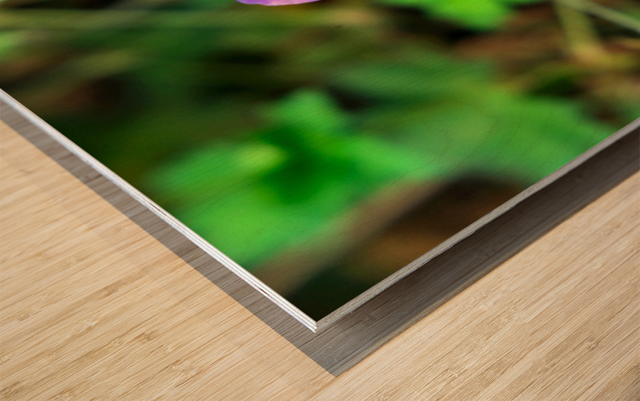 Flower Bloom 8 Wood print