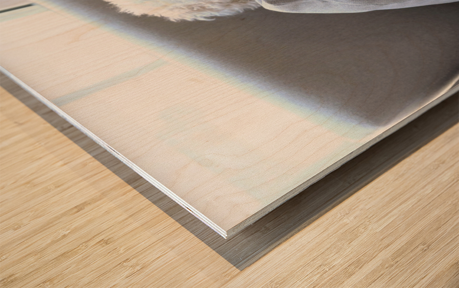 Patient Pooch Finn Wood print