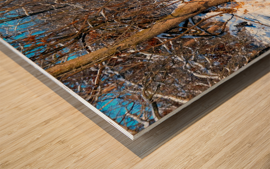 Hiding in Plain Sight Wood print