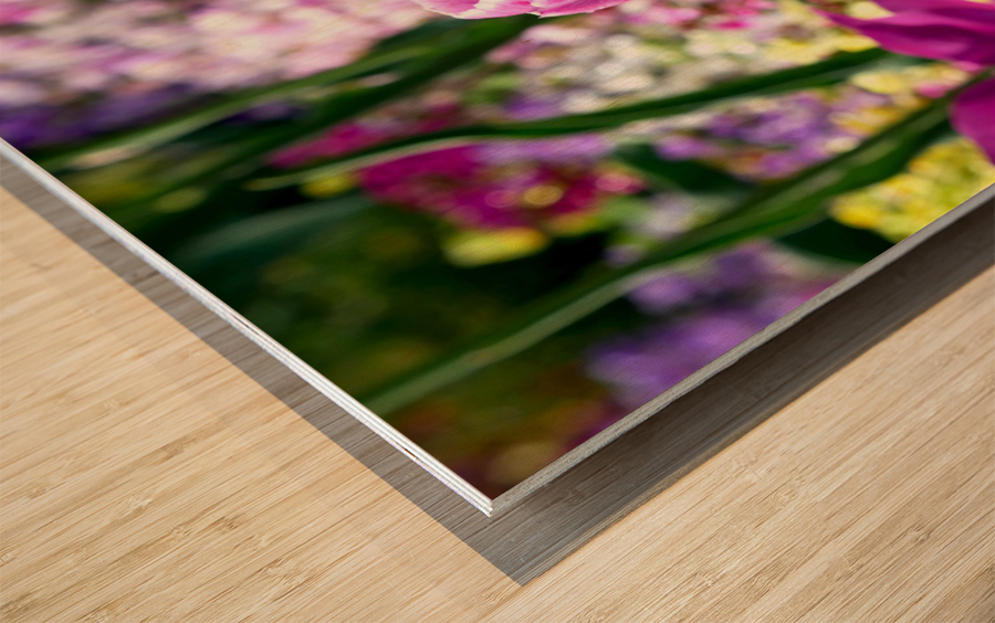 Tulips Are Better Than One 2 Wood print