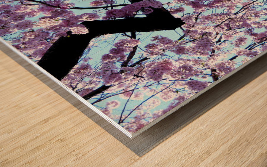 Cherry Blossom 3 Wood print