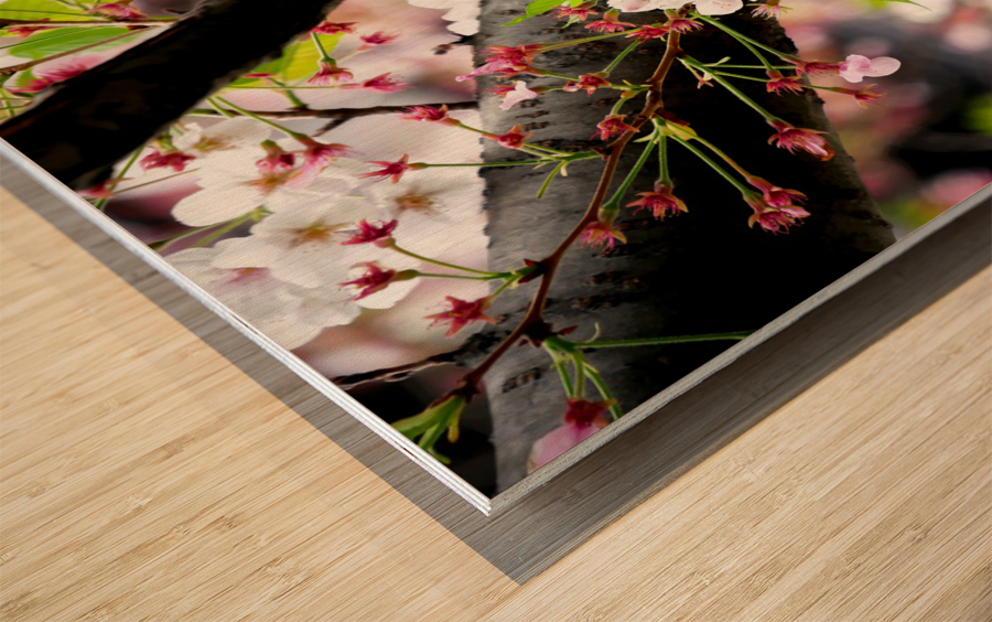 Cherry Blossom 2B Wood print