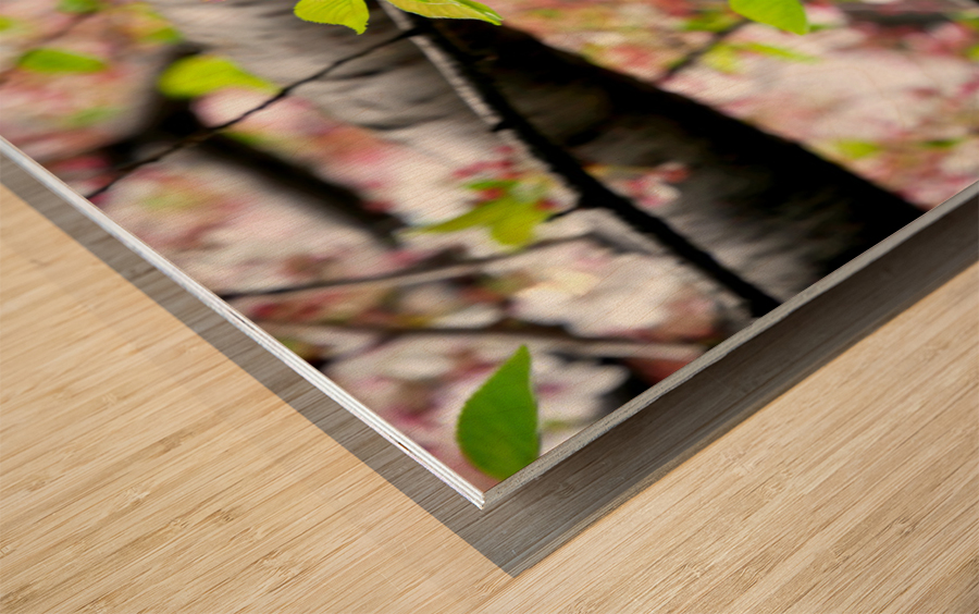 Cherry Blossom 2 Impression sur bois