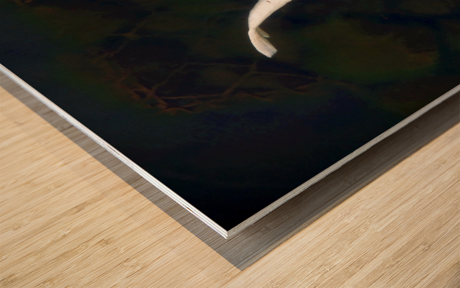 Some Very Coy Koi Impression sur bois