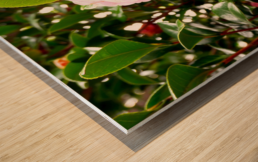 Blooms of Joy 1 Wood print