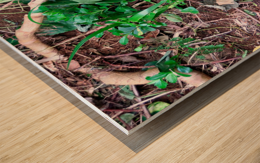 Cock in the Wild Wood print