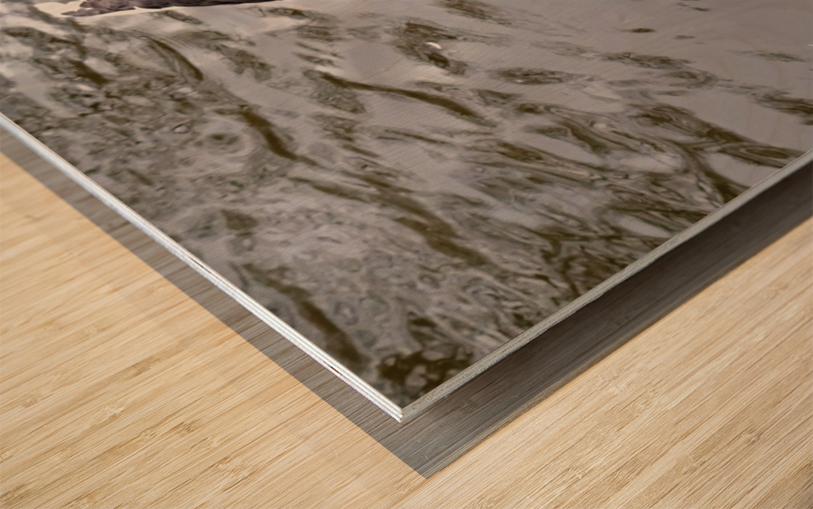 A Black Swan Moment 2B Wood print