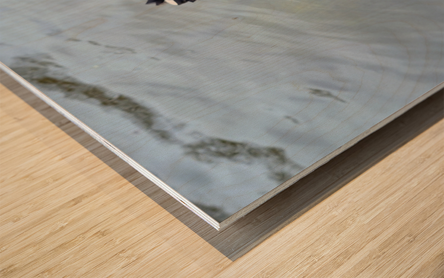 A Black Swan Moment 3 Wood print