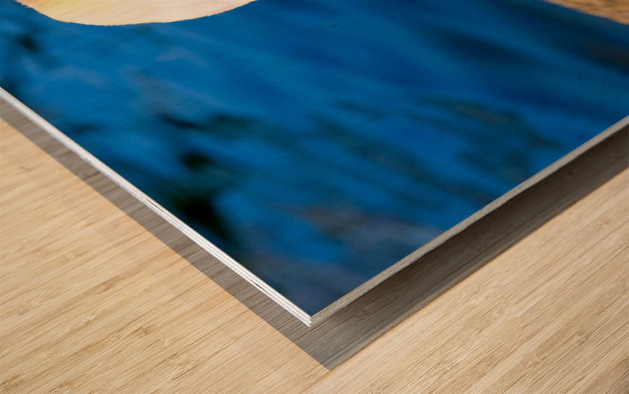 Riverside Swan Close-Up Wood print