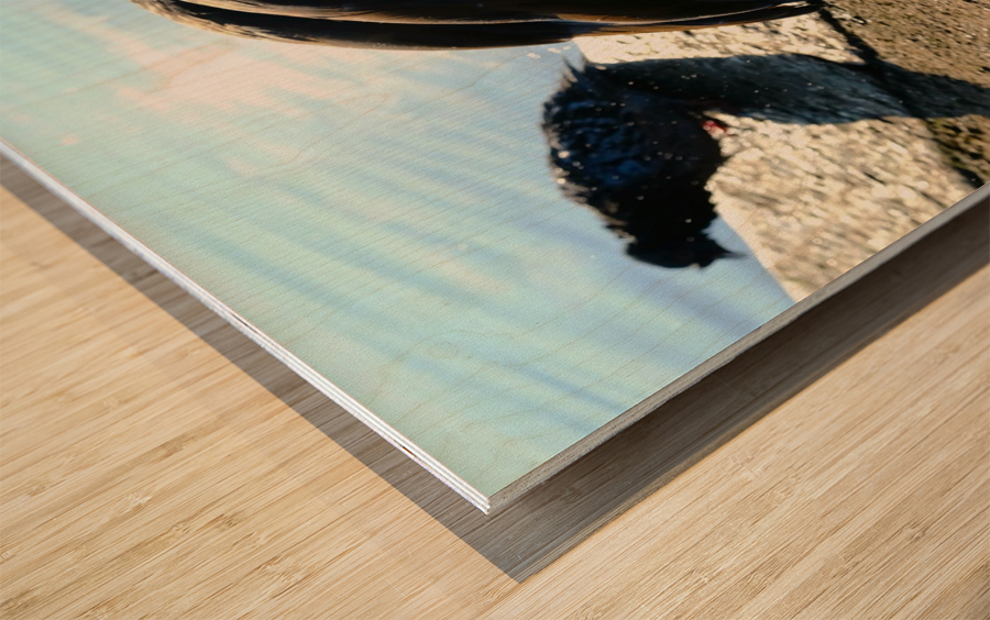 Is the Sky Falling...Just Checking Wood print