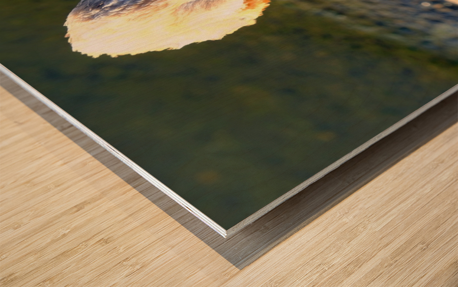 Evil Eye Swan Impression sur bois