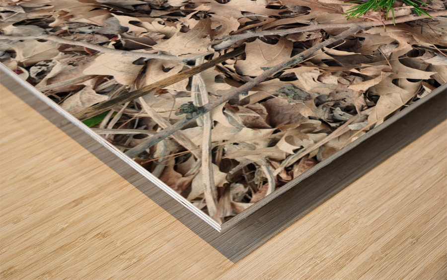 Crocus Rising Wood print