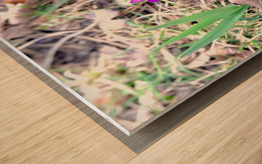 Crocus Revival Wood print