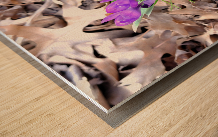 Spring Awakening Wood print