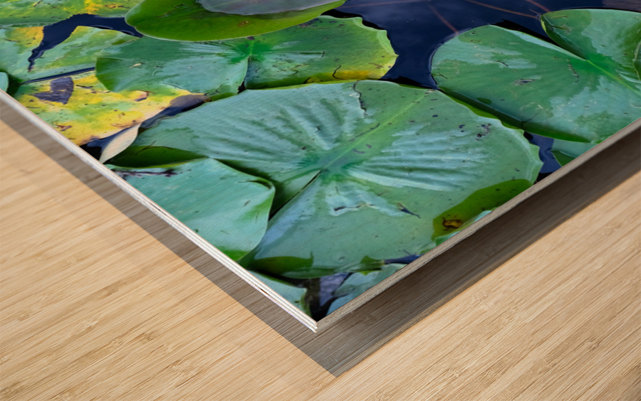 Resting Above the Depths Wood print