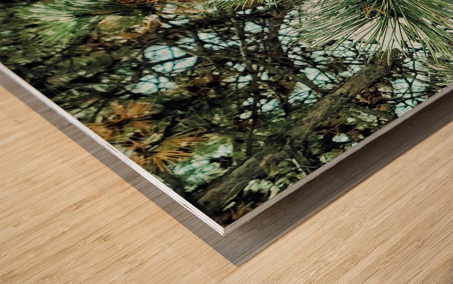  Frosted Pine Cones  Wood print