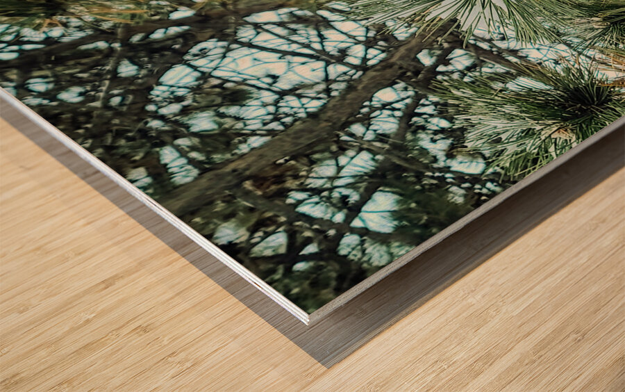 Winter Pinescape Wood print