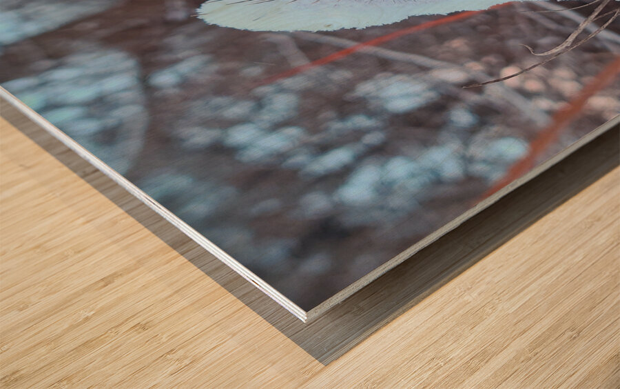 Thorny Lollipop Winter Thistle  Wood print