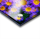 Showy Fleabane Acrylic print