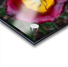 Tulip Acrylic print