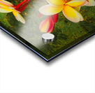Plumeria Acrylic print