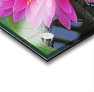 Water Lily Acrylic print