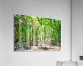Sealodge Beach Forest Acrylic Print
