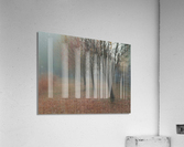 Tree Row Acrylic Print