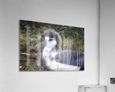 Albatross Acrylic Print