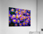 Showy Fleabane Acrylic Print