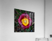 Tulip Acrylic Print