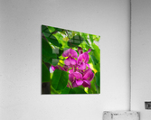 Akebia Acrylic Print
