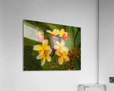 Plumeria Acrylic Print