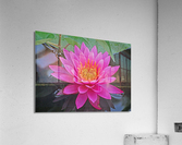 Water Lily Acrylic Print