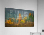 Fall Color Acrylic Print