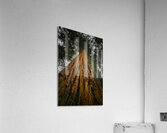 Redwood Tree Acrylic Print